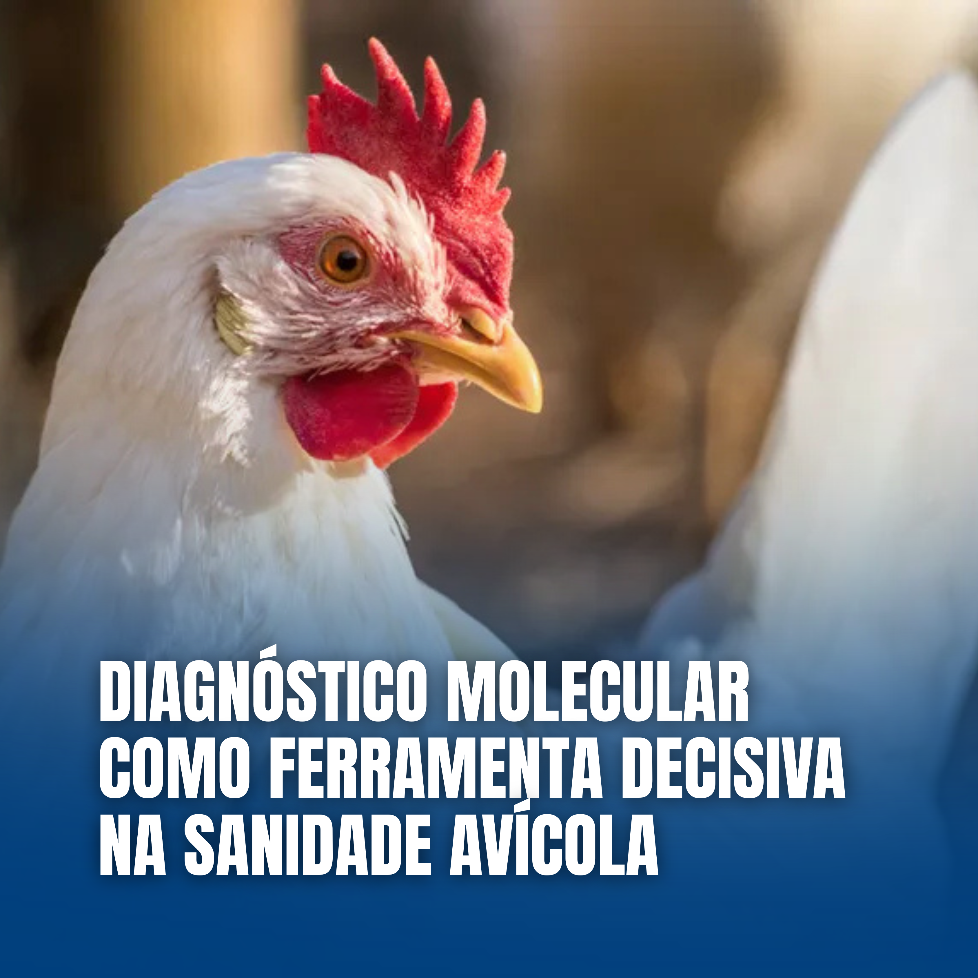 Diagnóstico Molecular como Ferramenta Decisiva na Sanidade Avícola
